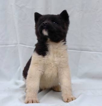 Americka Akita