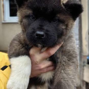 Americka Akita