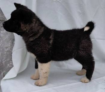 Americka Akita