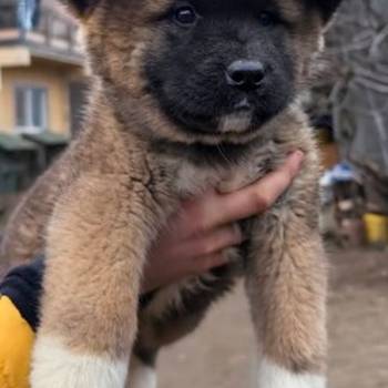 Americka Akita