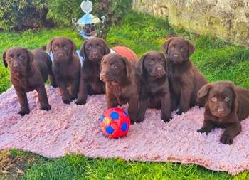 Dostupni štenci LABRADORA starosti 9 nedelja