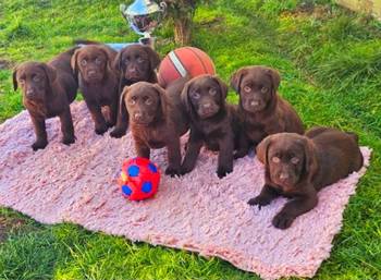 Dostupni štenci LABRADORA starosti 9 nedelja