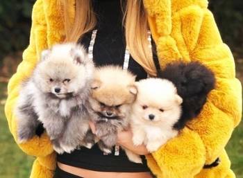 Pomeranac, Pomeranian, Boo stenci