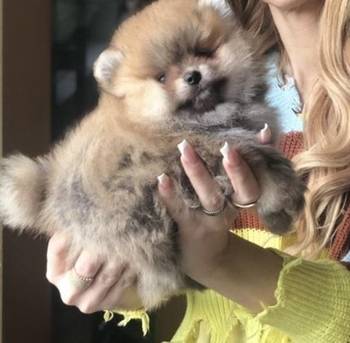 Pomeranac, Pomeranian, Boo stenci