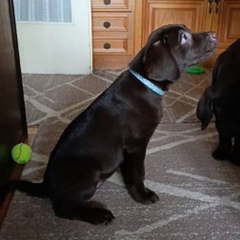 Labrador retriver braon štenci