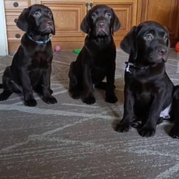 Labrador retriver braon štenci