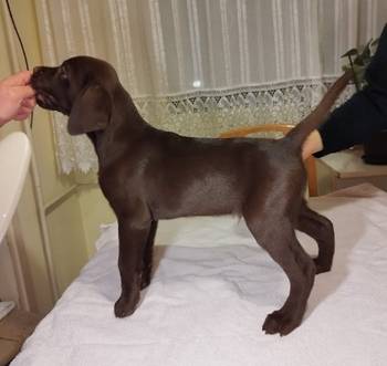 Labrador retriver braon štenci