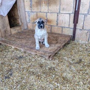 Turski kangal,prvobirano žensko štene