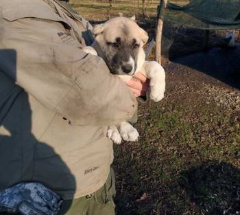 Turski kangal,prvobirano žensko štene