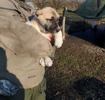 Turski kangal,prvobirano žensko štene