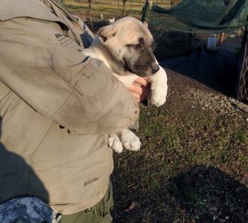 Turski kangal,prvobirano žensko štene