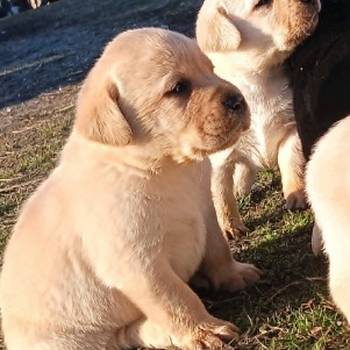 Žuti i crni LABRADOR štenci