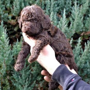 Lagotto Romagnolo štenci