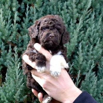 Lagotto Romagnolo štenci