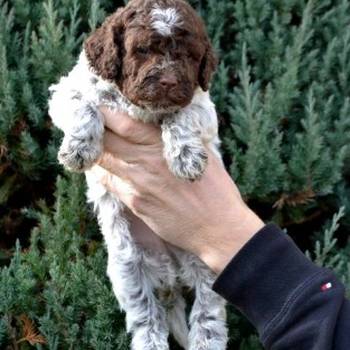 Lagotto Romagnolo štenci