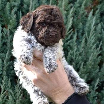 Lagotto Romagnolo štenci