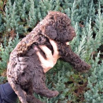 Lagotto Romagnolo štenci