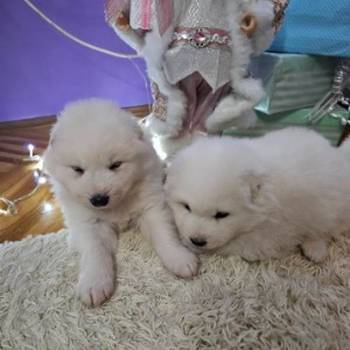 Samojed