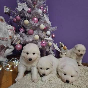 Samojed