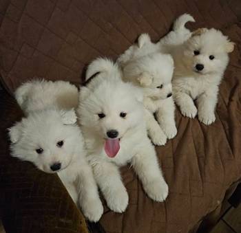 Samojed