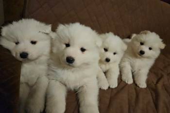 Samojed