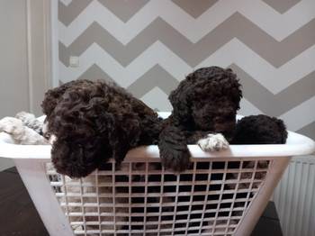 Stenci Lagotto Romagnolo