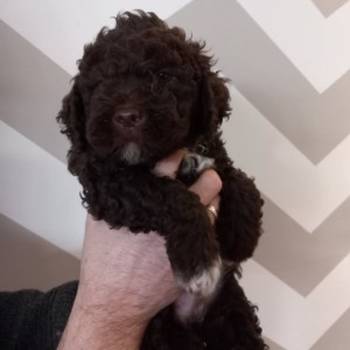 Stenci Lagotto Romagnolo