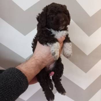 Stenci Lagotto Romagnolo