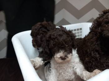 Stenci Lagotto Romagnolo