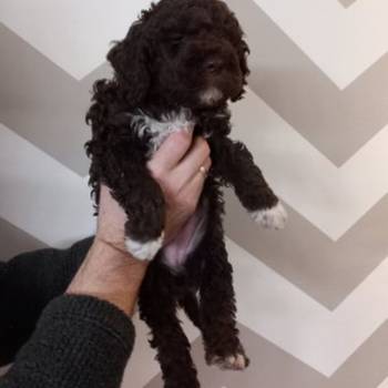 Stenci Lagotto Romagnolo