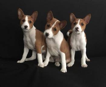 BASENJI