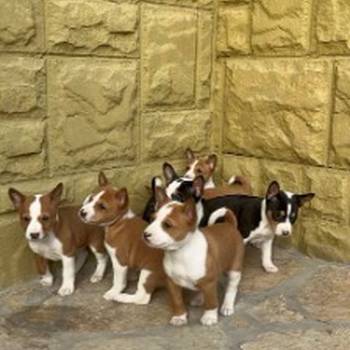 BASENJI