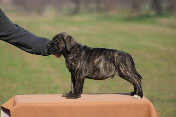 Cane corso štenci