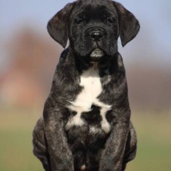 Cane corso štenci