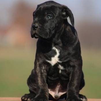 Cane corso štenci