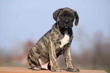 Cane corso štenci