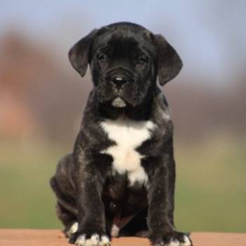 Cane corso štenci