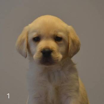 Labrador retriver