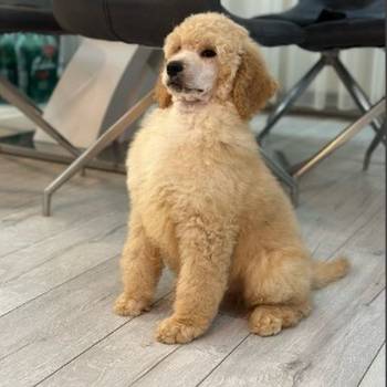 Štenci standard poodle