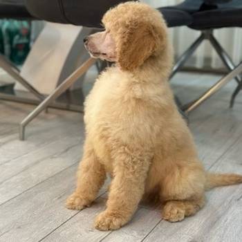 Štenci standard poodle