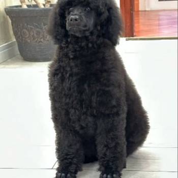 Štenci standard poodle