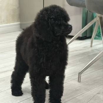 Štenci standard poodle