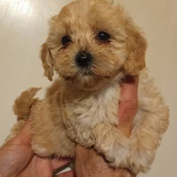 MALTIPOO   stenad