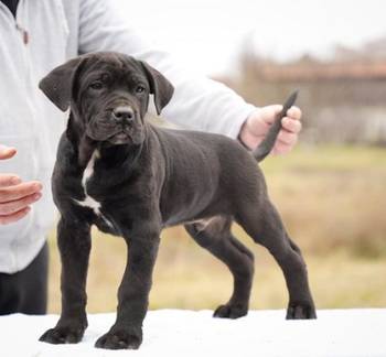 Cane Corso štenci