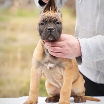 Cane Corso štenci