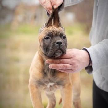 Cane Corso štenci