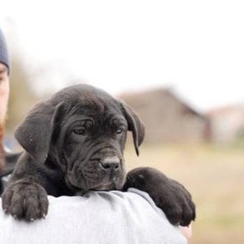 Cane Corso štenci