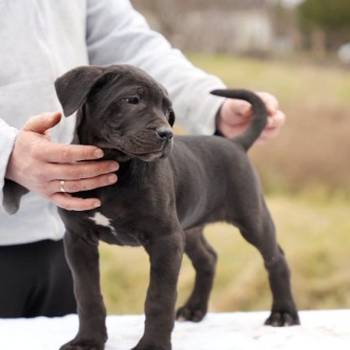 Cane Corso štenci