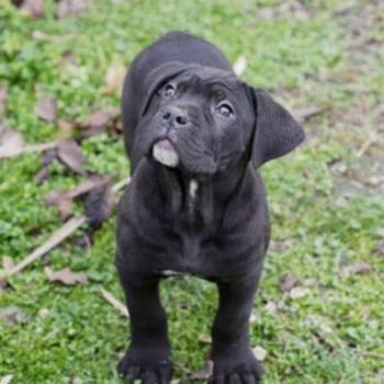 Cane Corso štenci