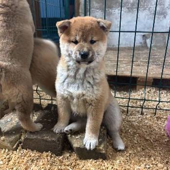 Shiba inu kućići na prodaju